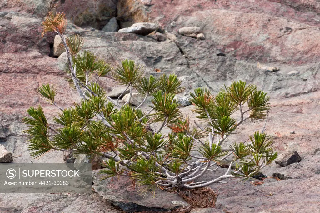 Whitebark Pine (Pinus albicaulis) dwarfed habit, growing on on rock, Klamath-Siskiyou Mountains, Northern California, U.S.A., july