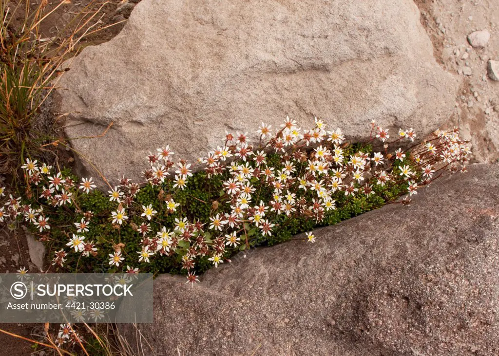 Tolmie's Saxifrage (Saxifraga tolmiei) flowering, at high altitude, Mount Rainier N.P., Washington, U.S.A.