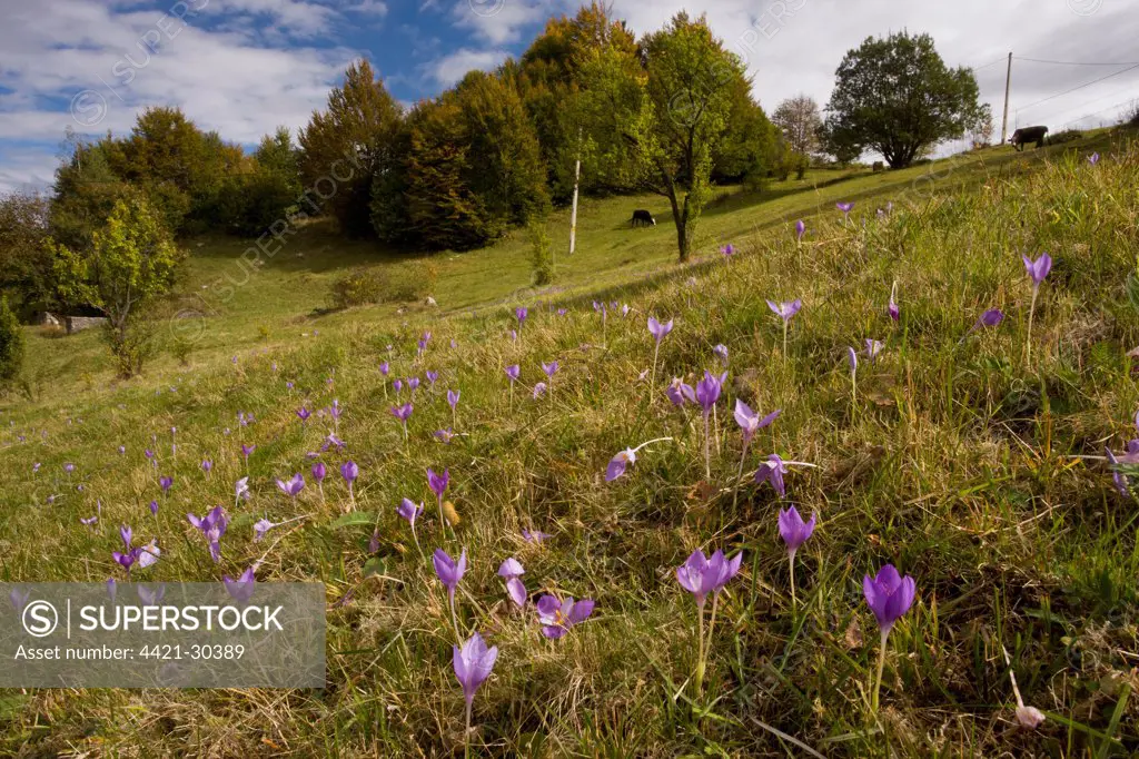 Autumn Crocus (Crocus banaticus) flowering, mass in pasture habitat, Fundata Pass, Southern Carpathians, Romania, october