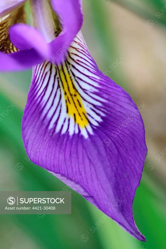 Algerian Iris (Iris unguicularis) close-up of flower petal, Peloponesos, Southern Greece, april