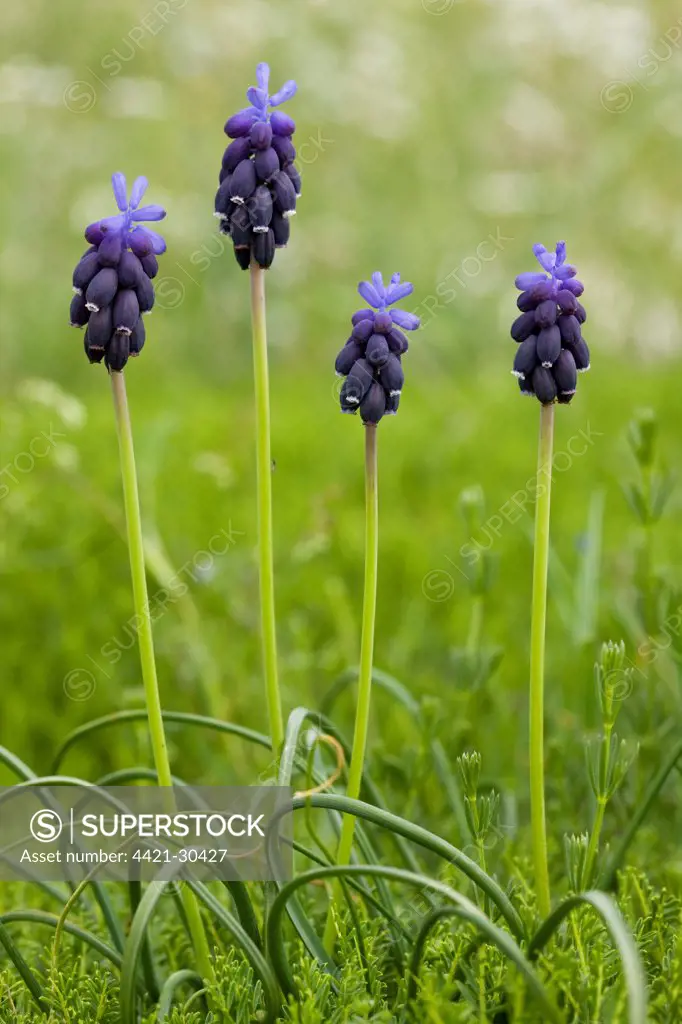 Common Grape Hyacinth (Muscari botryoides) flowering, Mount Parnassus, Greece