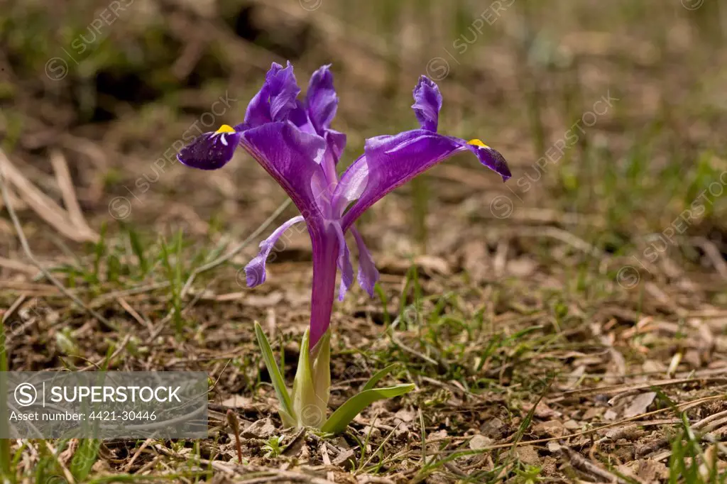 Dwarf Iris (Iris galatica) flowering, Taurus Mountains, Anatolia, Southern Turkey