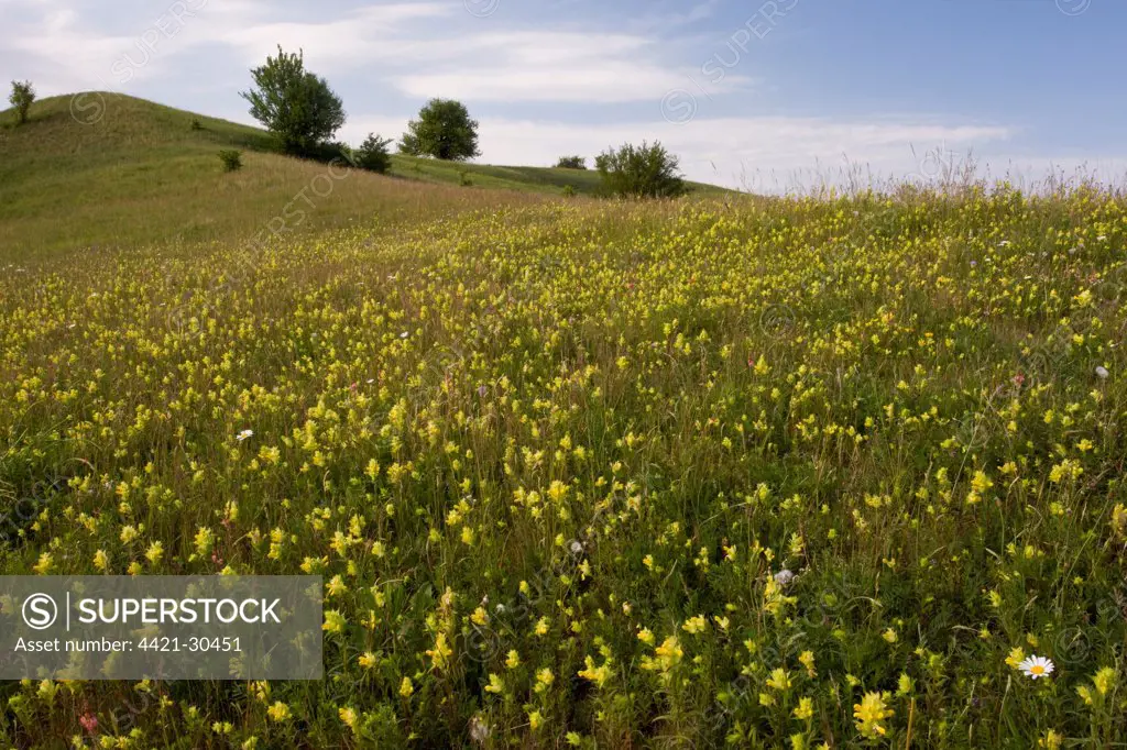 Yellow Rattle (Rhinanthus rumelicus) flowering, mass in species-rich grassland habitat, near Viscri, Transylvania, Romania