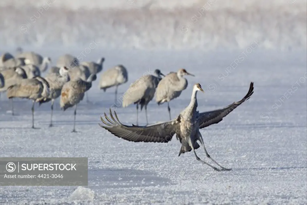 Sandhill Crane (Grus canadensis) juvenile, landing and sliding on frozen lake, with flock in background, Bosque del Apache National Wildlife Refuge, New Mexico, U.S.A., december