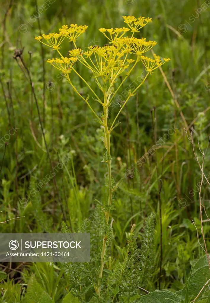 Ferulago (Ferulago sylvatica) flowering, Romania