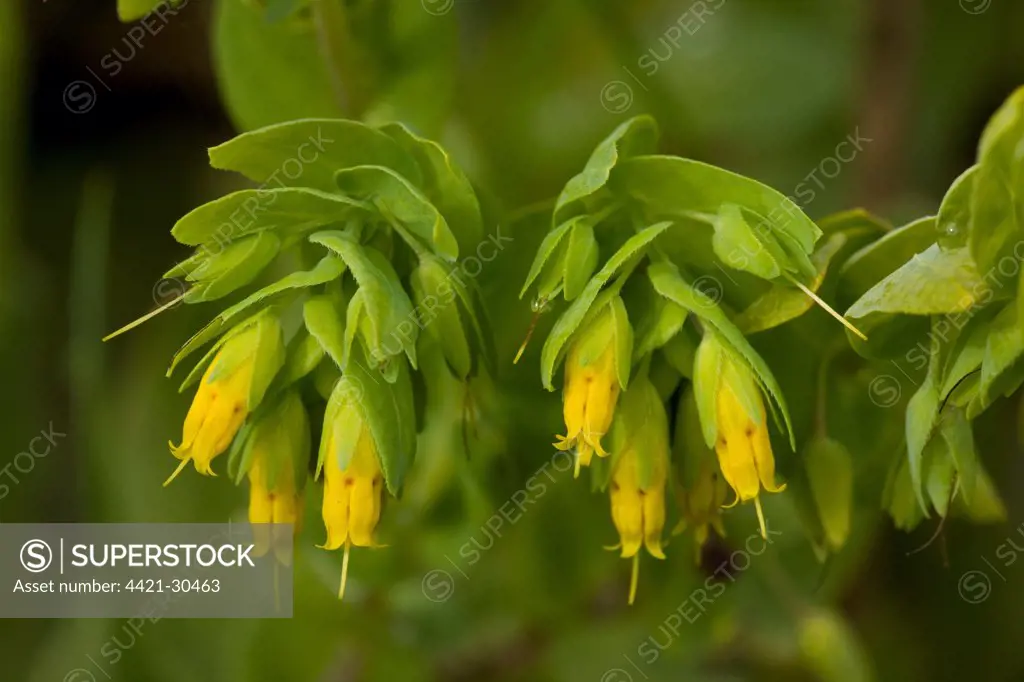 Lesser Honeywort (Cerinthe minor) close-up of flowers, Romania