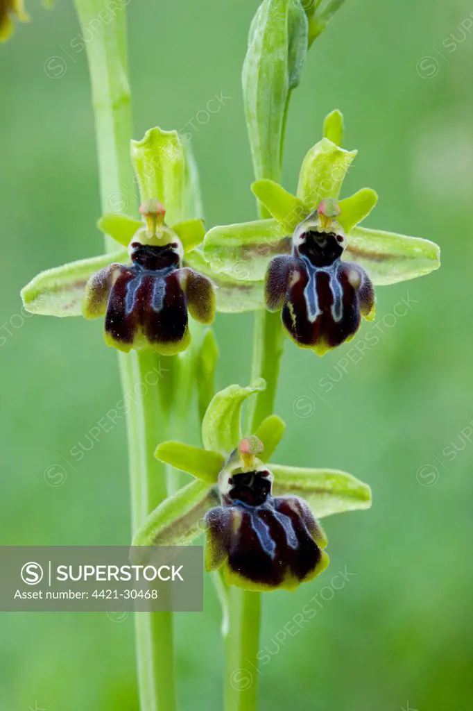 Epirus Bee Orchid (Ophrys epirotica) close-up of flowers, Greece