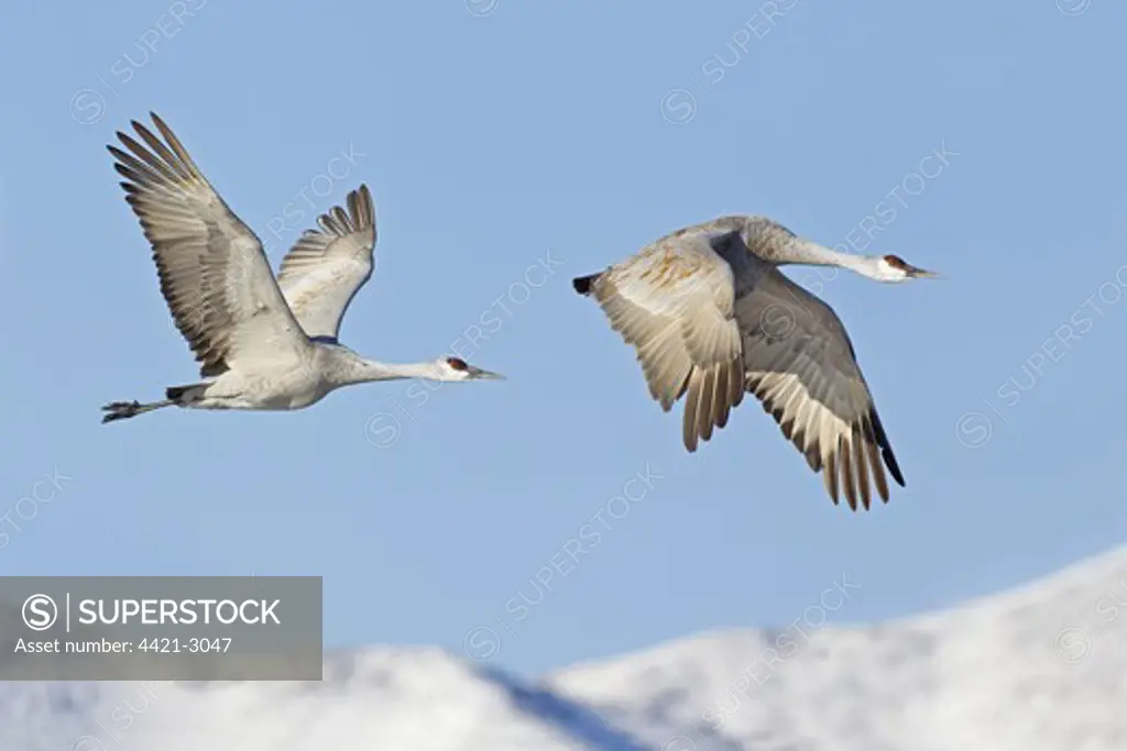Sandhill Crane (Grus canadensis) adult pair, in flight over snow covered hills, Bosque del Apache National Wildlife Refuge, New Mexico, U.S.A., december