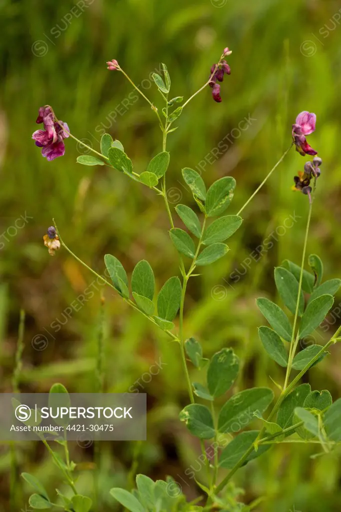 Black Pea (Lathyrus niger) flowering, Romania