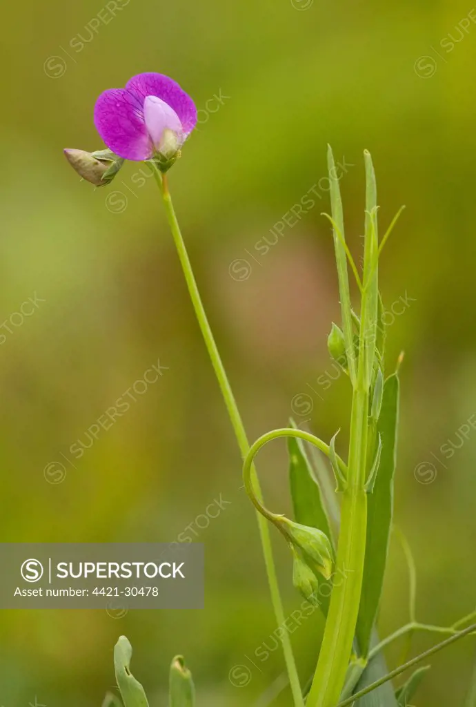 Hairy Vetchling (Lathyrus hirsutus) flowering, Romania