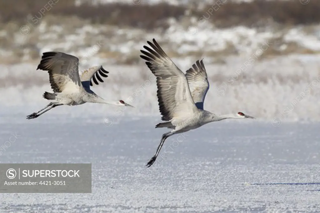 Sandhill Crane (Grus canadensis) two adults, in flight, taking off from frozen lake, Bosque del Apache National Wildlife Refuge, New Mexico, U.S.A., december