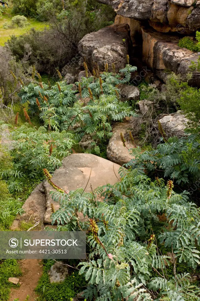 Giant Honey Flower (Melianthus major) flowering, growing amongst rocks in habitat, Cederberg Mountains, Cape, South Africa