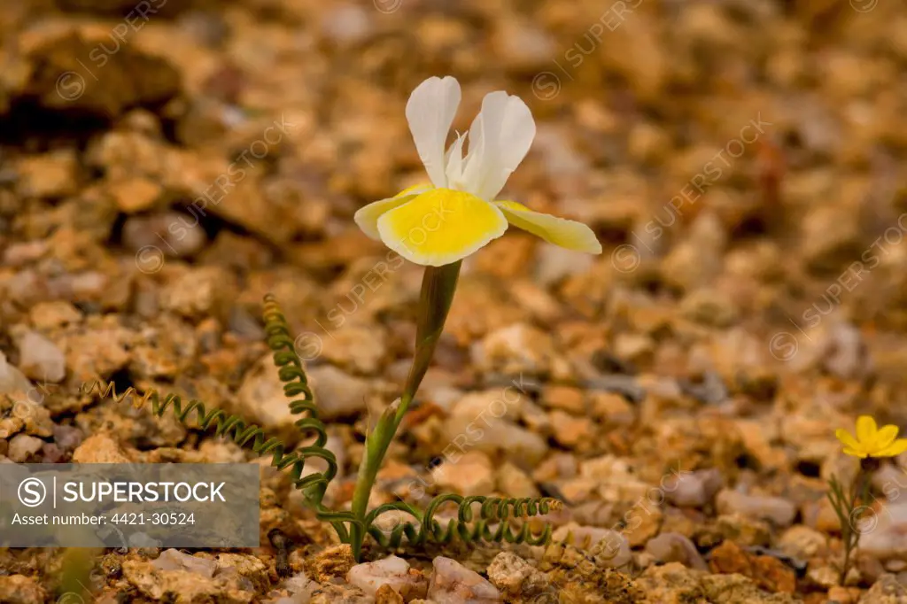 Dwarf Spiral-leaved Iris (Moraea serpentina) flowering, Namaqua Desert, Namaqualand, South Africa