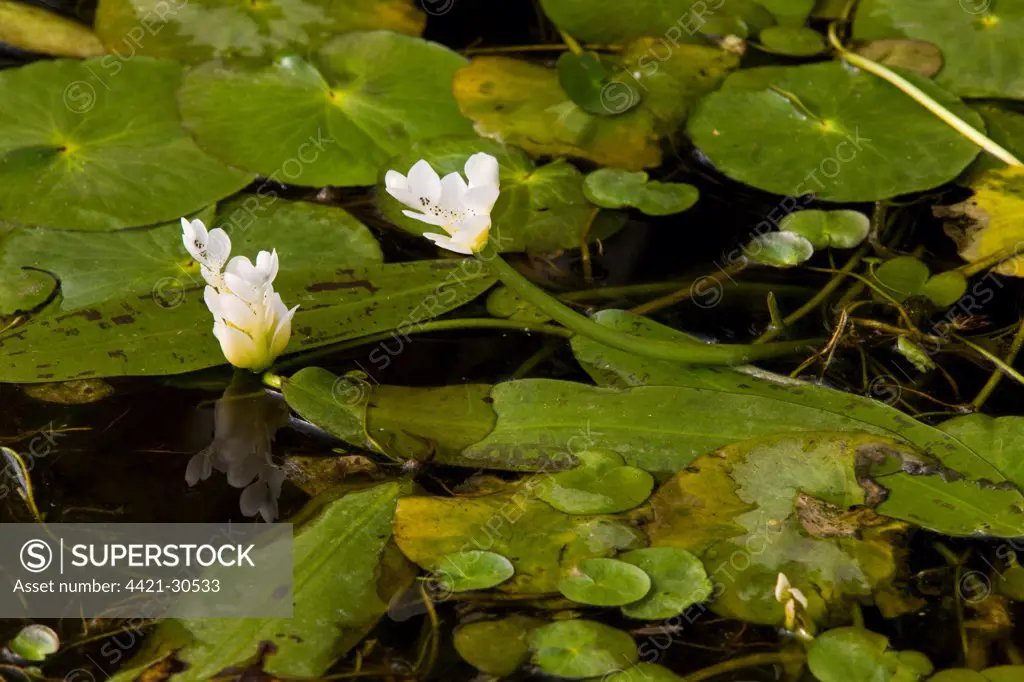 Cape Pondweed (Aponogeton distachyos) flowering, in pond, South Africa