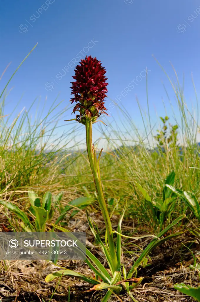 Red Vanilla Orchid (Nigritella rubra) flowering, in upland habitat, Alps, Italy