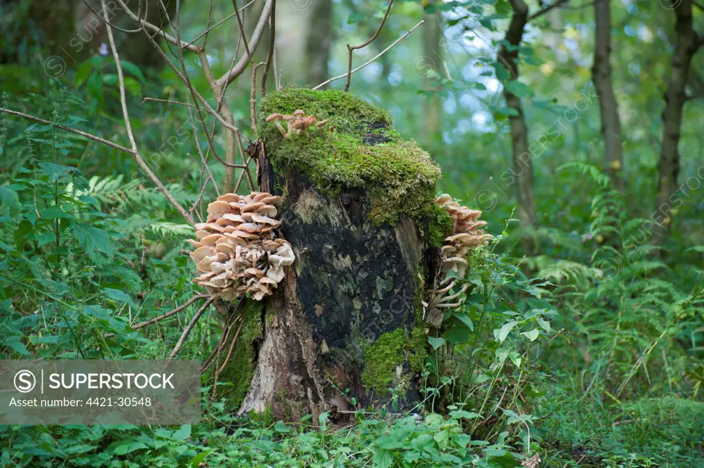 Fungi, toadstool fruiting bodies, growing on rotting tree stump in woodland habitat, Whitewell, Clitheroe, Lancashire, England, september