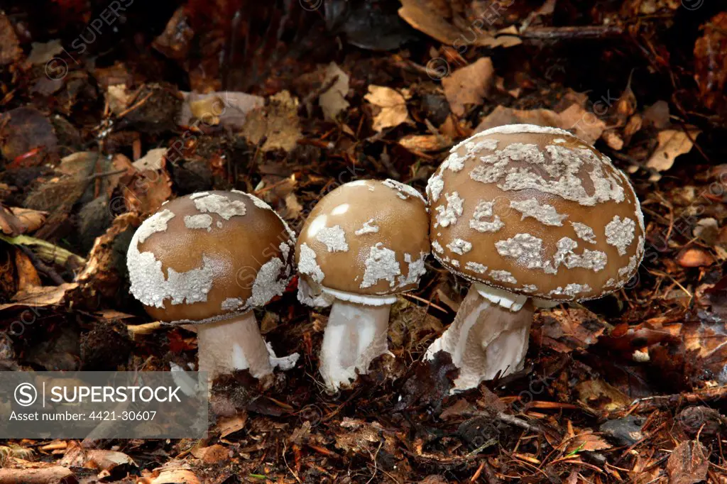 Grey Spotted Amanita (Amanita spissa) fruiting bodies, growing amongst leaf litter in woodland, Leicestershire, England, september