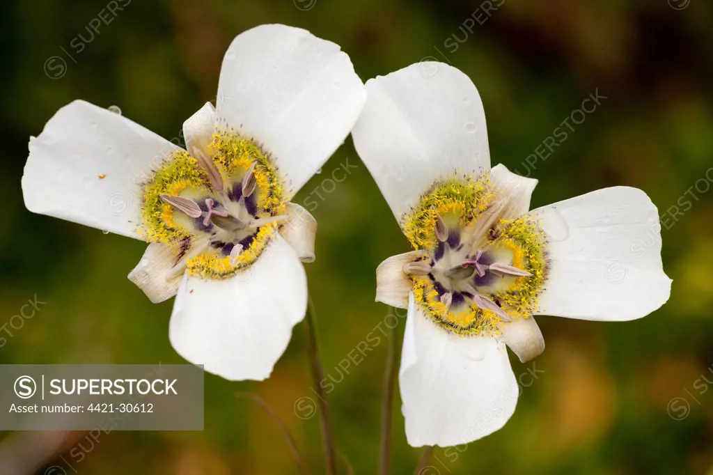 Gunnison's Mariposa Lily (Calochortus gunnisonii) close-up of flowers, near Crested Butte, Rocky Mountains, Colorado, U.S.A.