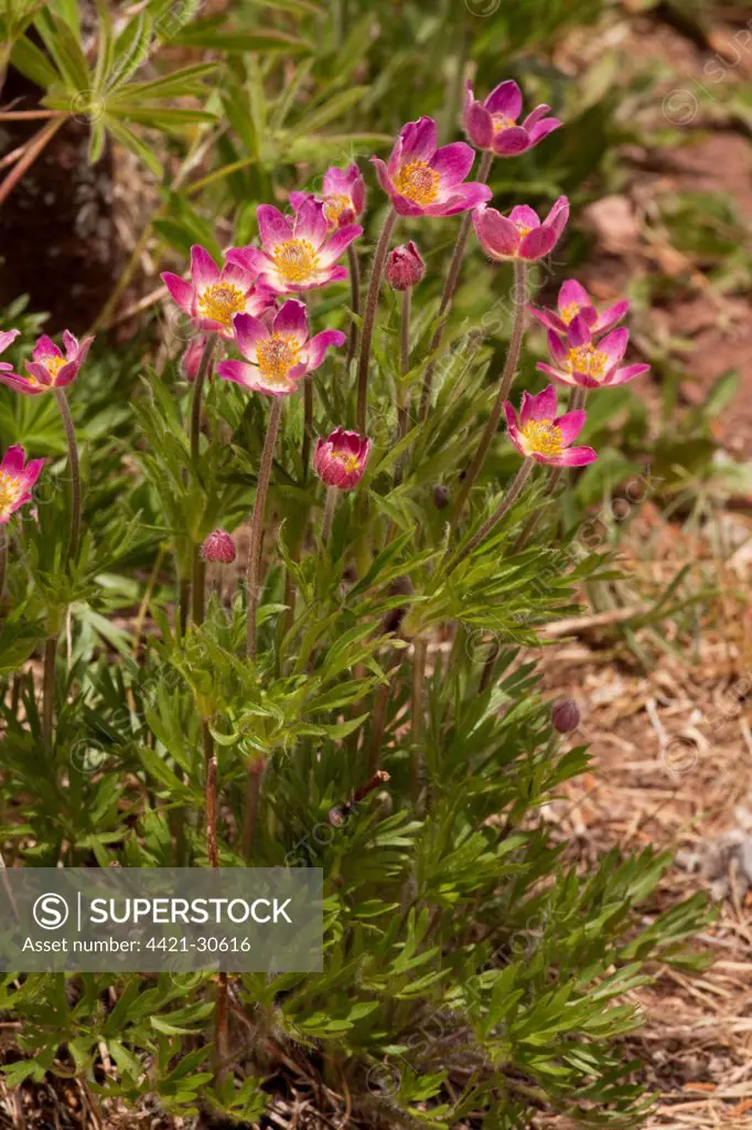 Red Anemone (Anemone multifida ssp. globosa) flowering, Vail, Rocky Mountains, Colorado, U.S.A.