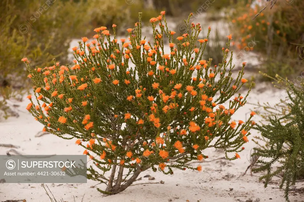 Short-leaved Eremaea (Eremaea brevifolia) flowering, on sand in Kwongan heath, Alexander Morrison N.P., Western Australia, Australia