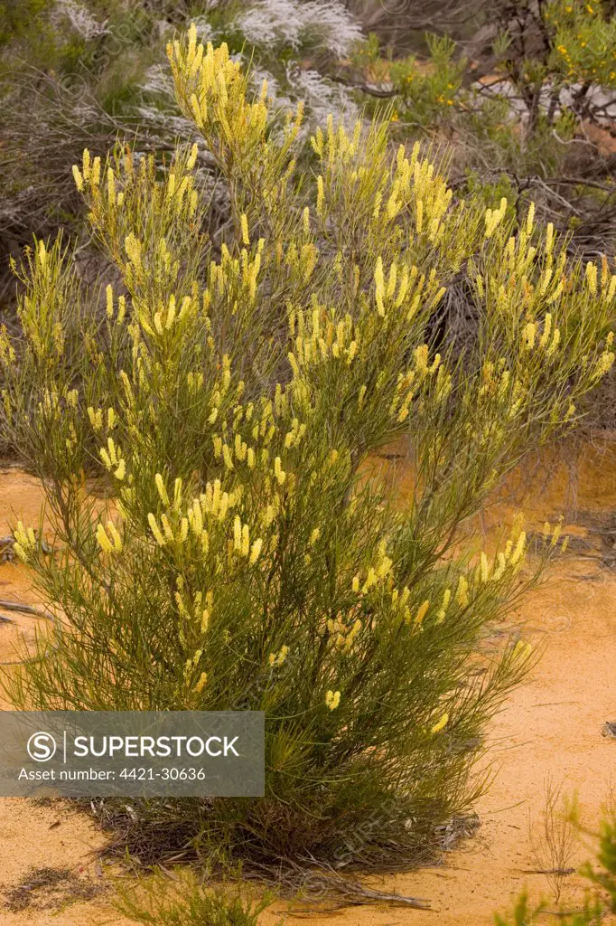 Grevillea (Grevillea didymobotrya) flowering, on sandy Kwongan heath, Kalbarri N.P., Western Australia, Australia