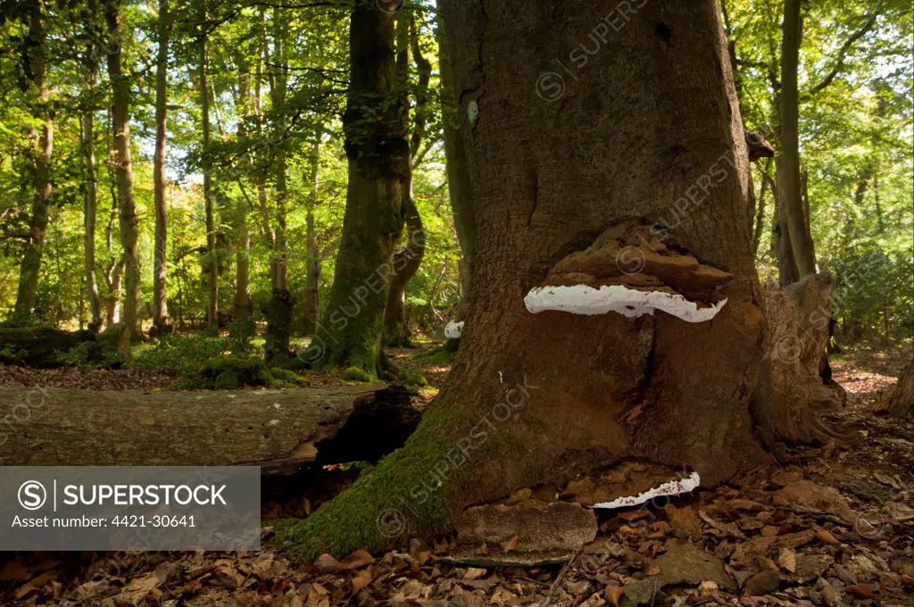 Artist's Fungi (Ganoderma applanatum) fruiting bodies, growing on beech trunk in woodland habitat, Lyndhurst Hill, New Forest, Hampshire, England, september