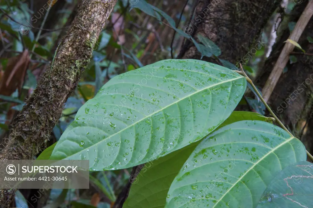 Common Baramalli (Catostemma commune) close-up of leaves, Kaieteur N.P., Guiana Shield, Guyana, october