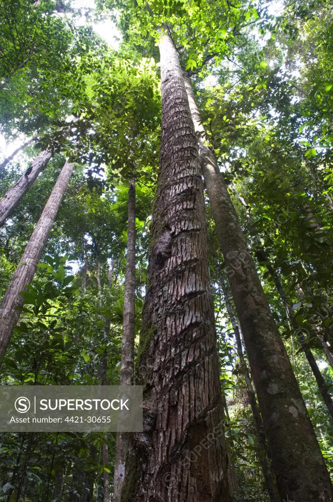 Bulletwood (Manilkara bidentata) habit, growing in rainforest, Iwokrama Rainforest, Guiana Shield, Guyana, october