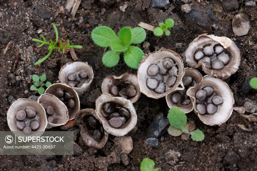 Field Bird's Nest Fungus (Crucibulum laeve) fruiting bodies, 'splash cups' with peridiole spore capsules, adapted for spore dispersal by raindrops, growing in agricultural land, Leicestershire, England, september