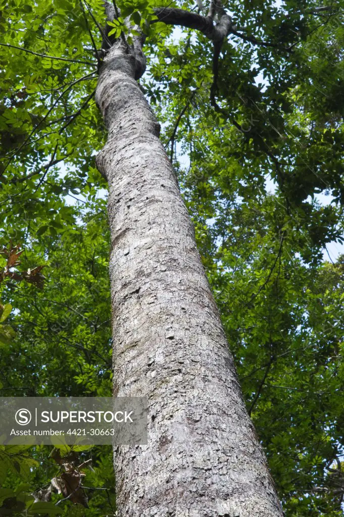 Soft Wallaba (Eperua falcata) trunk, looking up towards canopy, Iwokrama Rainforest, Guiana Shield, Guyana, october