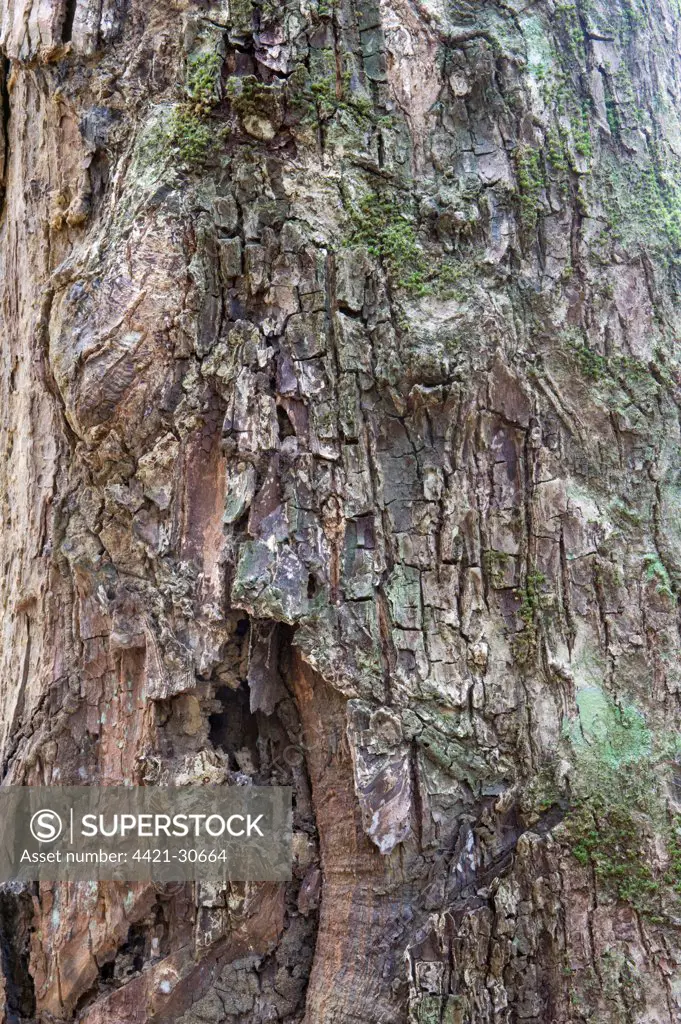 Soft Wallaba (Eperua falcata) close-up of bark, Iwokrama Rainforest, Guiana Shield, Guyana, october