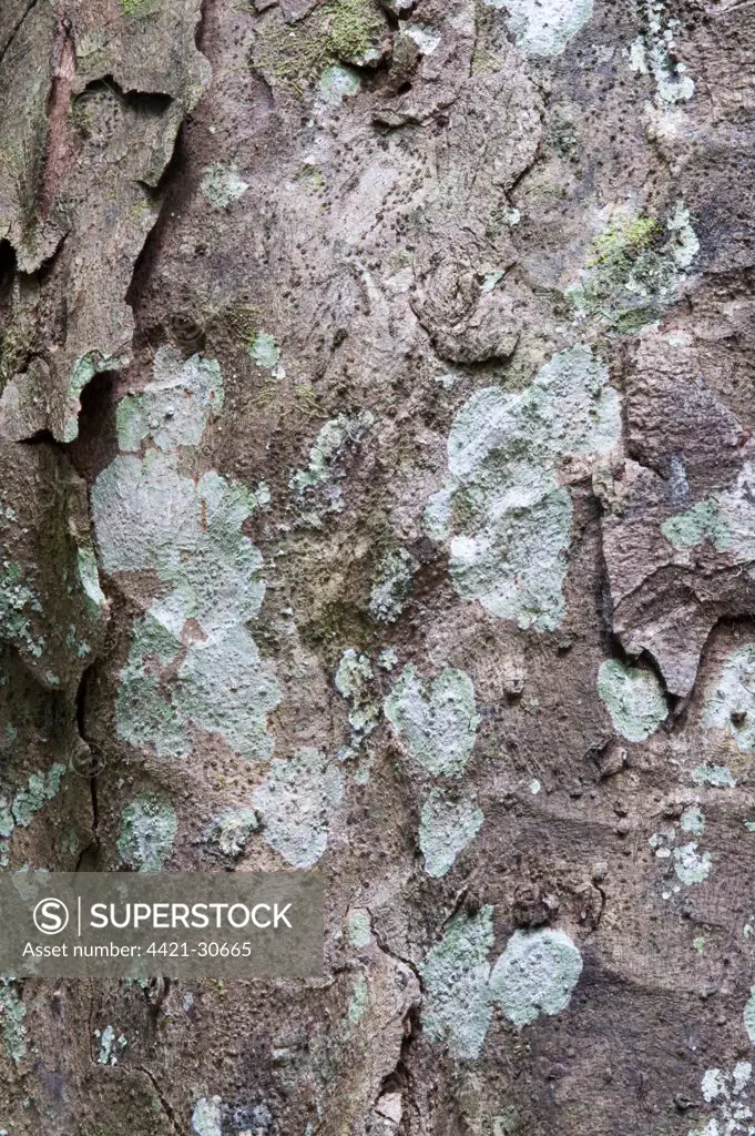 Crabwood (Carapa guianensis) close-up of bark, Iwokrama Rainforest, Guiana Shield, Guyana, october