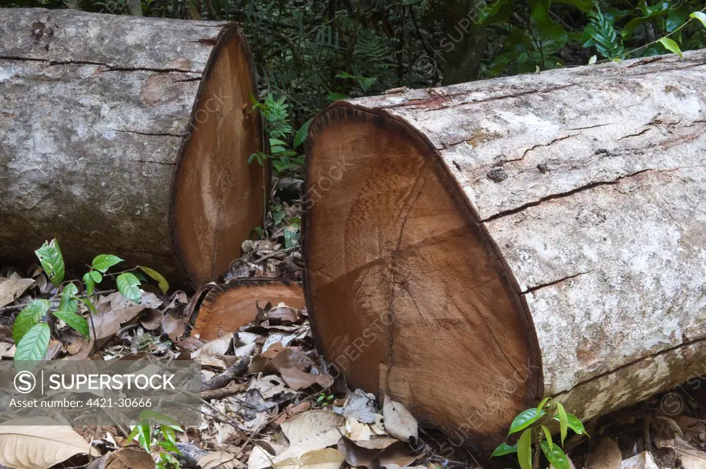 Crabwood (Carapa guianensis) cut logs, Iwokrama Rainforest, Guiana Shield, Guyana, october