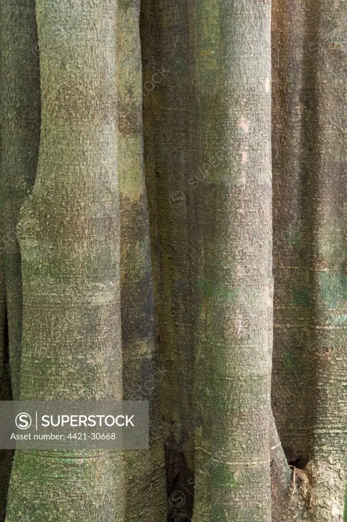 Yarula (Aspidosperma exselsum) close-up of trunk, Iwokrama Rainforest, Guiana Shield, Guyana, october