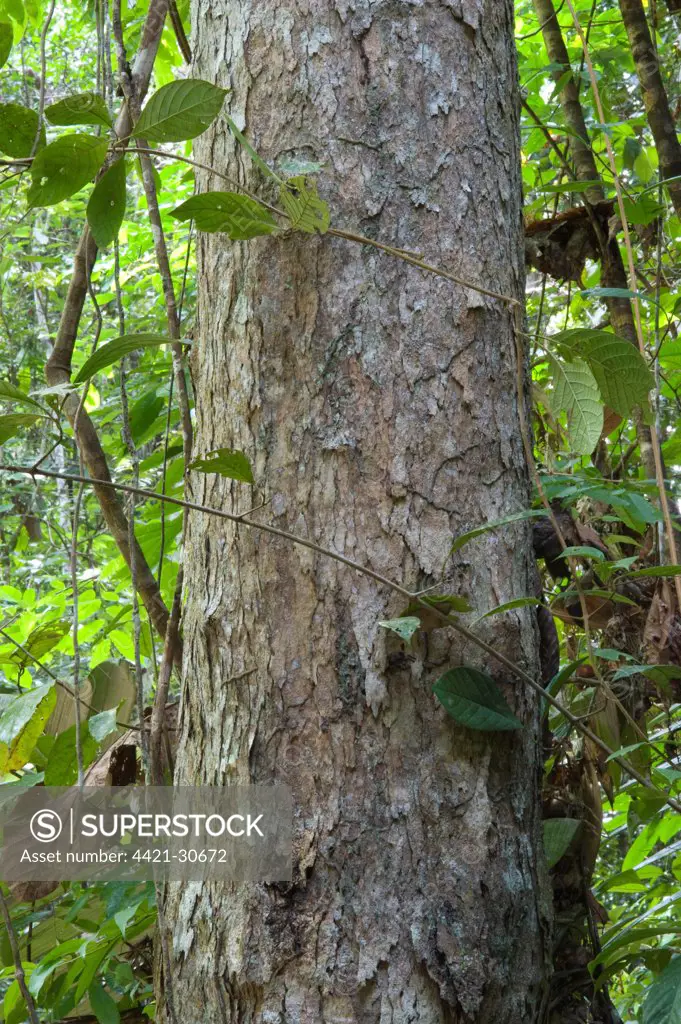 Greenheart (Chlorocardium rodiei) close-up of trunk, amongst rainforest vegetation, Iwokrama Rainforest, Guiana Shield, Guyana, october