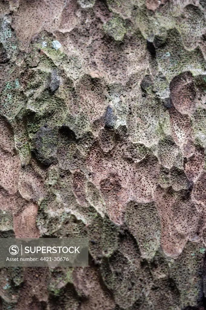 Sawarri (Caryocar nuciferum) close-up of bark, Iwokrama Rainforest, Guiana Shield, Guyana, october