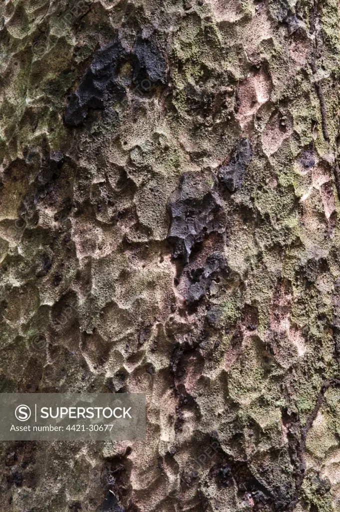 Sawarri (Caryocar nuciferum) close-up of bark, Iwokrama Rainforest, Guiana Shield, Guyana, october