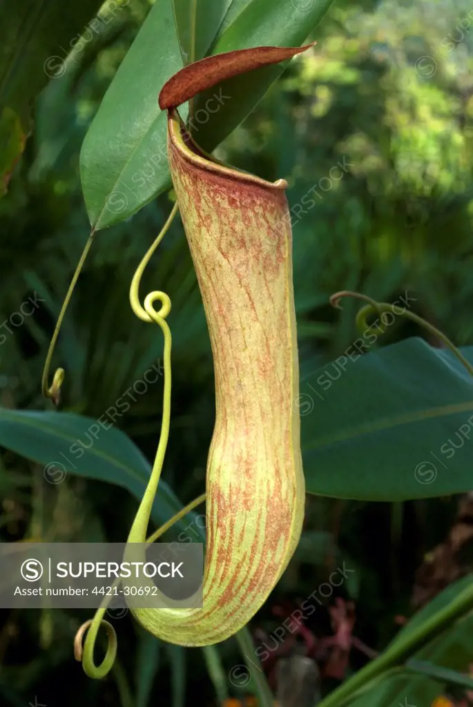 Khasiana Pitcher Plant (Nepenthes khasiana) pitcher, Trivandrum, Kerala, India