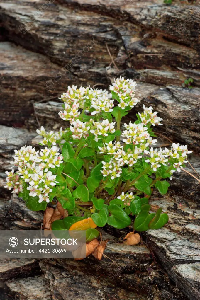 Common Scurvy-grass (Cochlearia officinalis) flowering, growing on cliff face, Watergate Bay, Cornwall, England, april