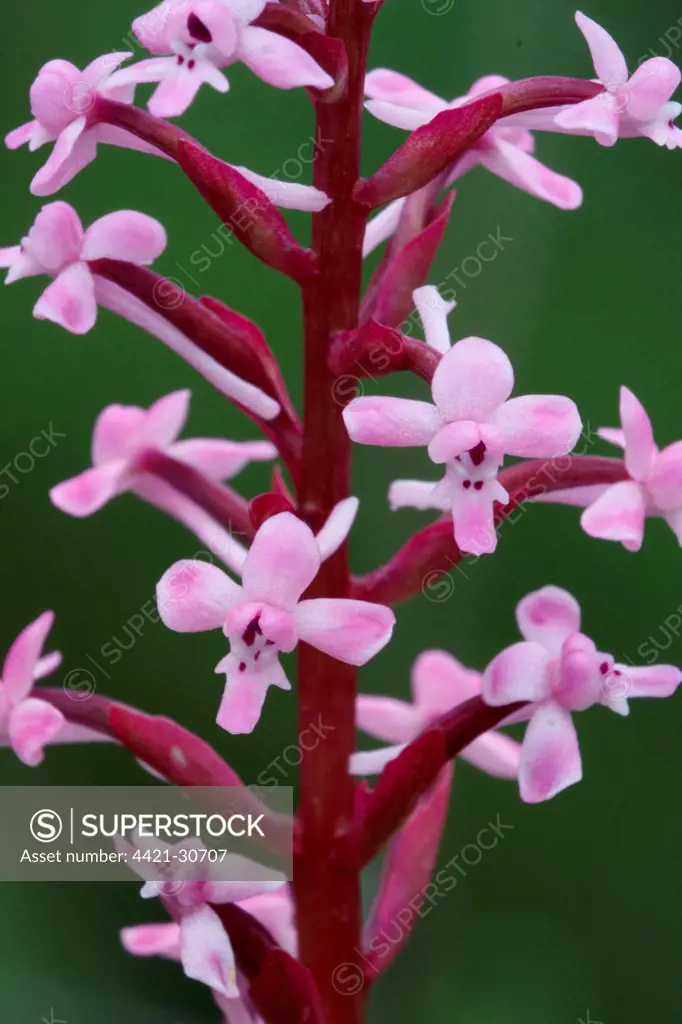 Branciforti's Orchid (Orchis brancifortii) close-up of flowers, Sicily, Italy, april