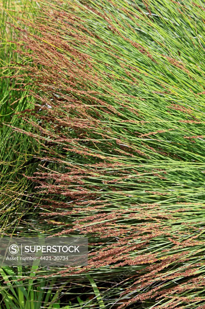 Cape Thatching Reed (Chondropetalum tectorum) flowering, Harold Porter Botanical Garden, Betty's Bay, Western Cape, South Africa