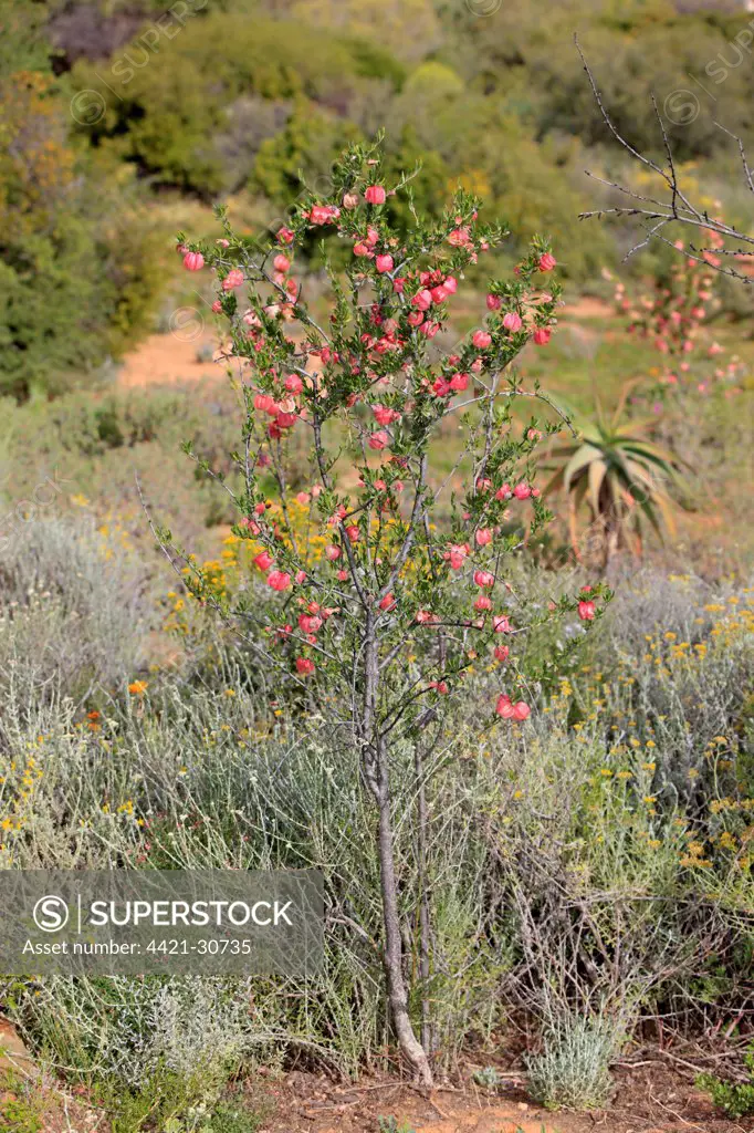 Chinese Lantern Tree (Nymania capensis) habit, flowering, Karoo Desert National Botanical Garden, Worcester, Western Cape, South Africa