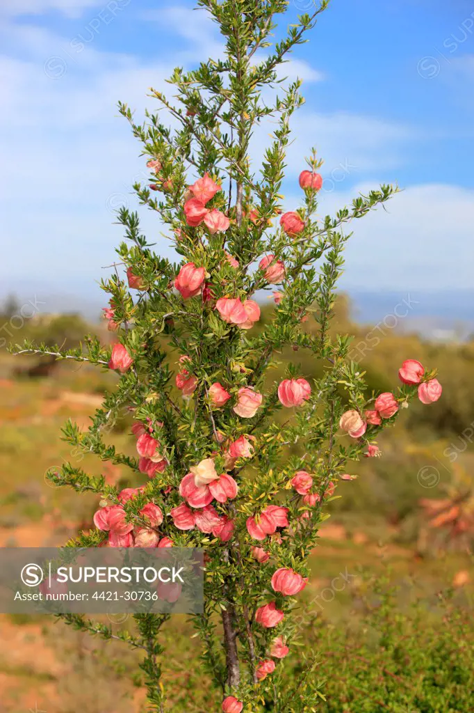 Chinese Lantern Tree (Nymania capensis) flowering, Karoo Desert National Botanical Garden, Worcester, Western Cape, South Africa
