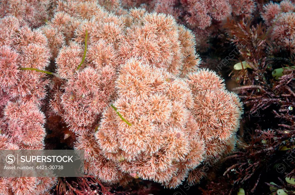 Coralline Algae (Jania rubens) underwater, Kimmeridge Bay, Dorset, England, may