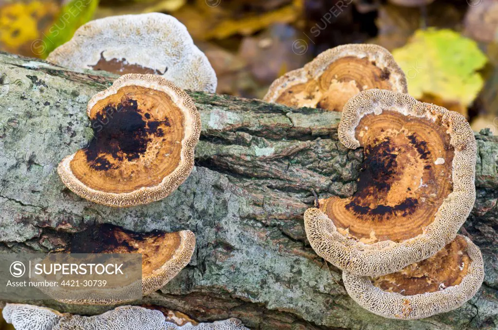 Blushing Bracket (Daedaleopsis confragosa) fruiting bodies, some brackets are upside down indicating that log has been turned, growing on dead wood, Brede High Woods, West Sussex, England, november