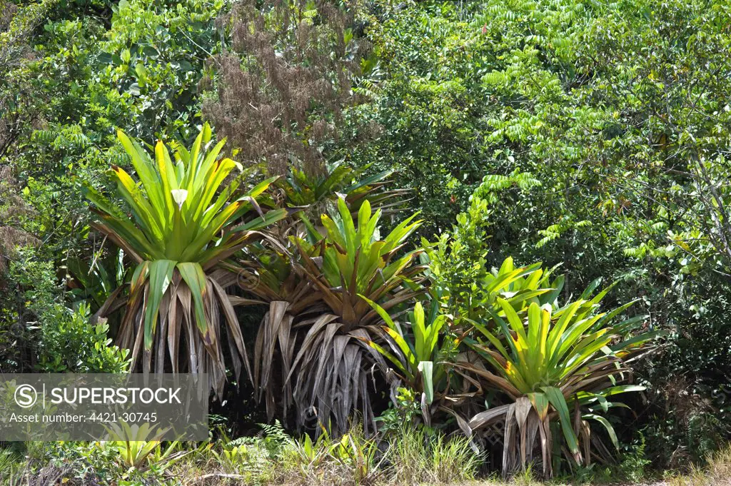 Giant Tank Bromeliad (Brocchinia micrantha) growing in tropical forest, Kaieteur N.P., Guiana Shield, Guyana, october