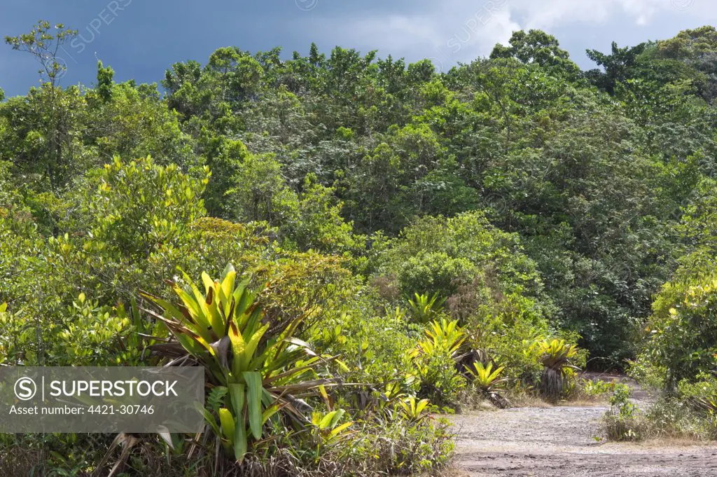 Giant Tank Bromeliad (Brocchinia micrantha) growing in tropical forest habitat, Kaieteur N.P., Guiana Shield, Guyana, october