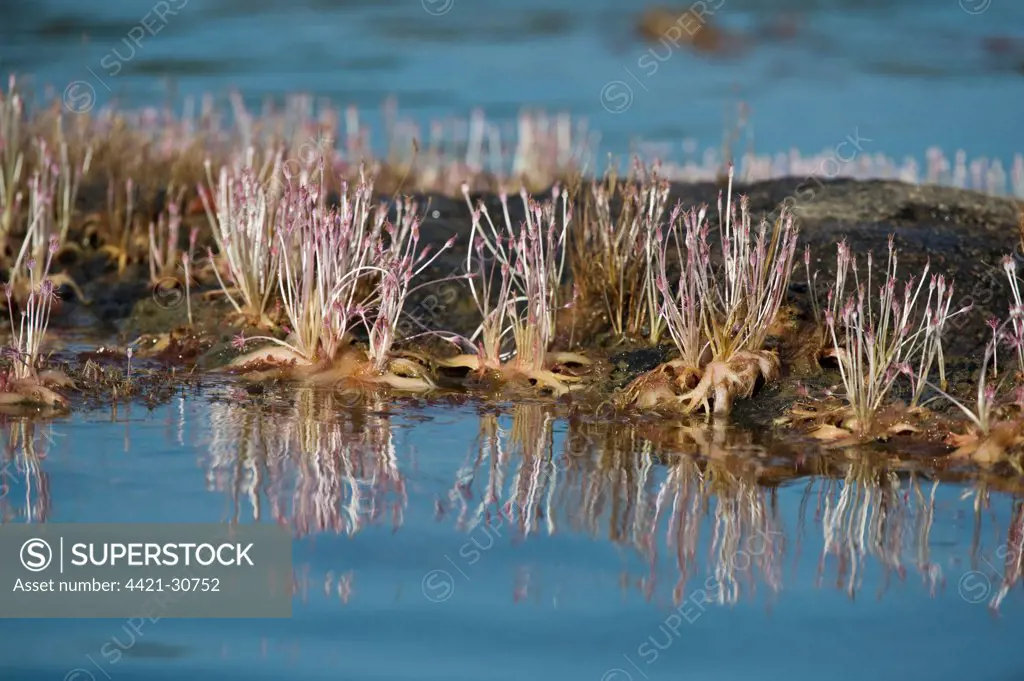 Huya (Mourera fluviatilis) flowering, growing on rocks in river, Essequibo River, Iwokrama Rainforest, Guyana, october