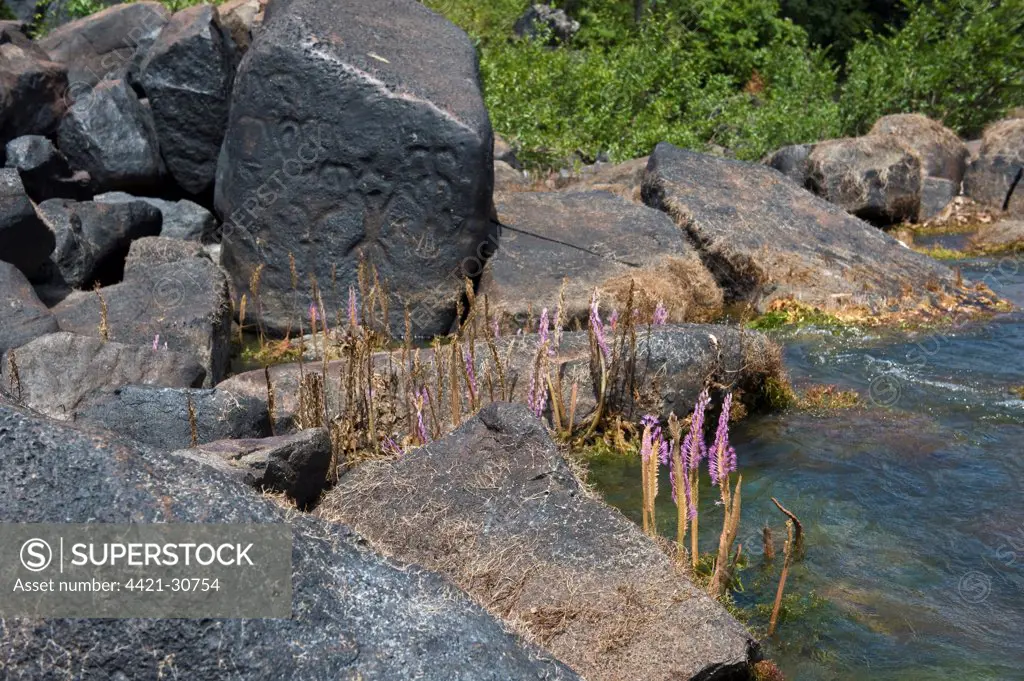 Huya (Mourera fluviatilis) flowering, beside rocks with ancient petroglyphs, Essequibo River, Iwokrama Rainforest, Guyana, october