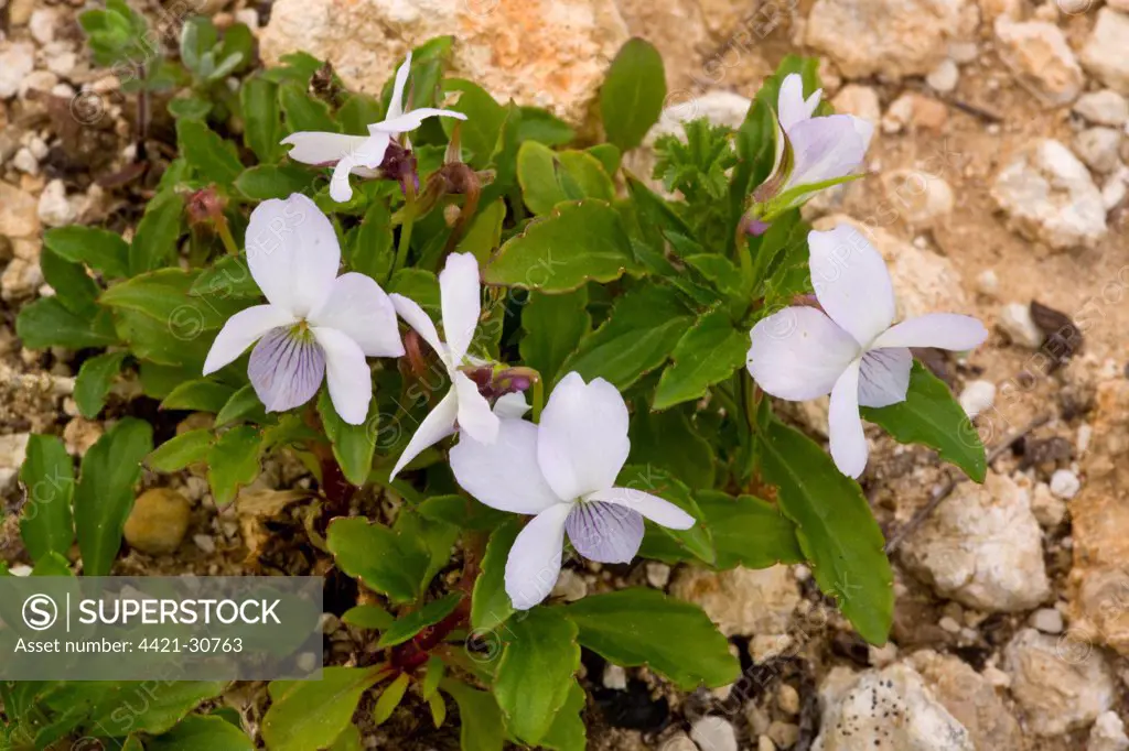 Shrubby Violet (Viola arborescens) flowering, Cape St. Vincent, Algarve, Portugal